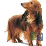 RC Dachshund Adult Корм для собак породы Такса старше 10 месяцев, 1,5 кг