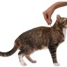 Elanco: Профендер, антигельминтик, капли на холку, для кошек 0,5 - 2,5 кг, 35 мл