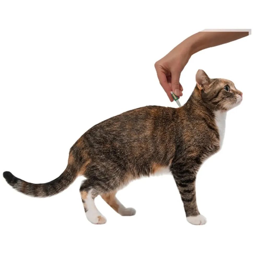 Elanco: Профендер, антигельминтик, капли на холку для кошек 5-8 кг