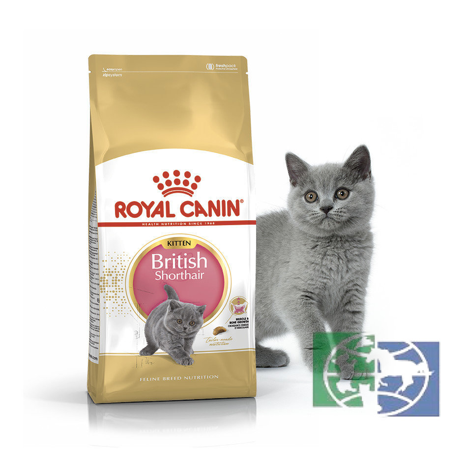 RC KittenBritish shorthair Корм для британских короткошерстных котят в возрасте до 12 месяцев, 0,4 кг