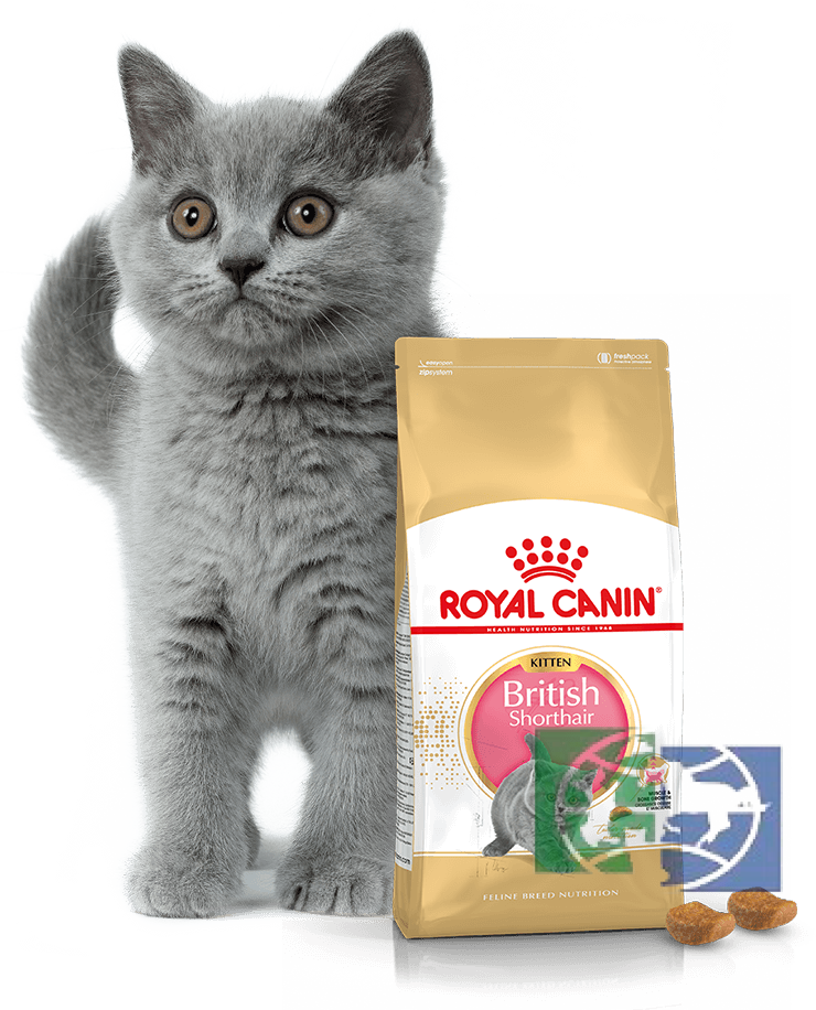 RC KittenBritish shorthair Корм для британских короткошерстных котят в возрасте до 12 месяцев, 0,4 кг