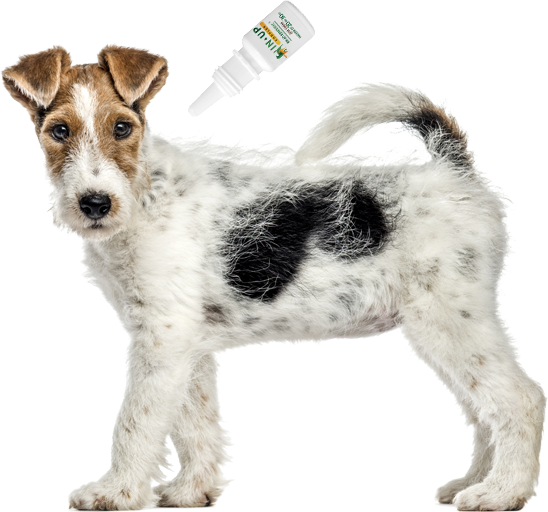 ИН-АП комплекс: капли от блох и глистов для собак до 10 кг, 1 мл