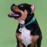 Mr.Kranch: Ошейник для собак, из натуральной кожи, с QR-адресником, зеленый, 33-40 см
