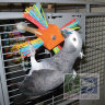 Super Bird:  Игрушка для средних попугаев "Spin-A-Roo"
