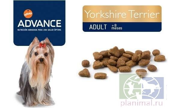 Advance корм для йоркширскх терьеров Yorkshire Terrier, 1,5 кг
