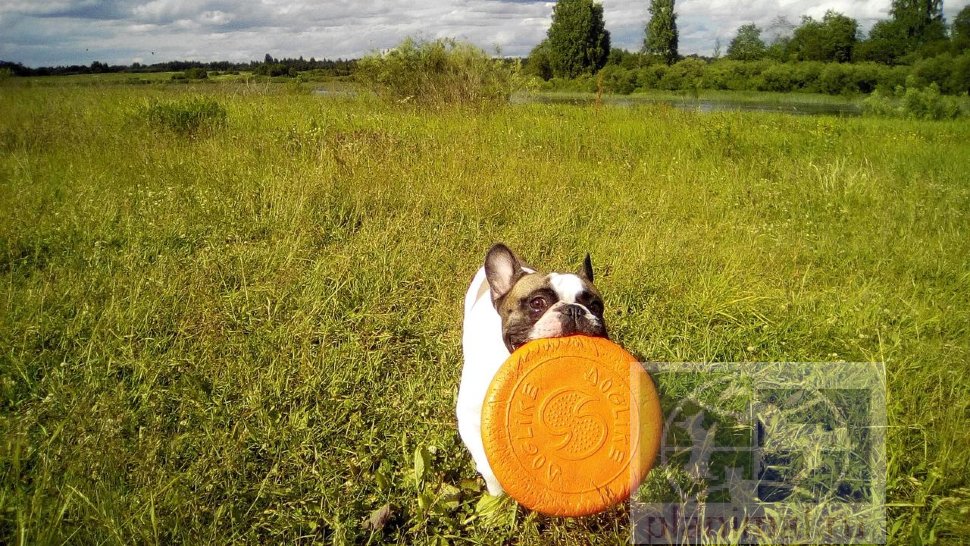 Т5-Zoo: Тарелка летающая малая Doglike оранжевая, D=17 см для собак