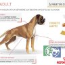 RC Boxer Adult корм для собак породы Боксер старше 15 месяцев, 12 кг