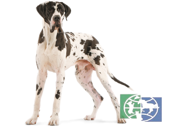RC Great Dane Adult корм д/взр. собак породы немецкий дог с 2-х лет, 12 кг