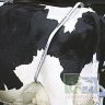 Ама+: Антибрык оцинкованный для фиксации задних конечностей коров