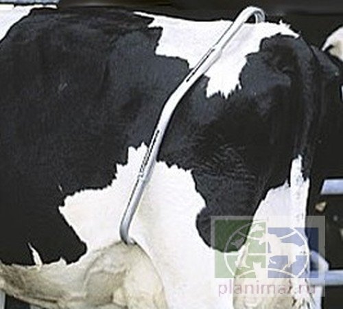 Ама+: Антибрык оцинкованный для фиксации задних конечностей коров