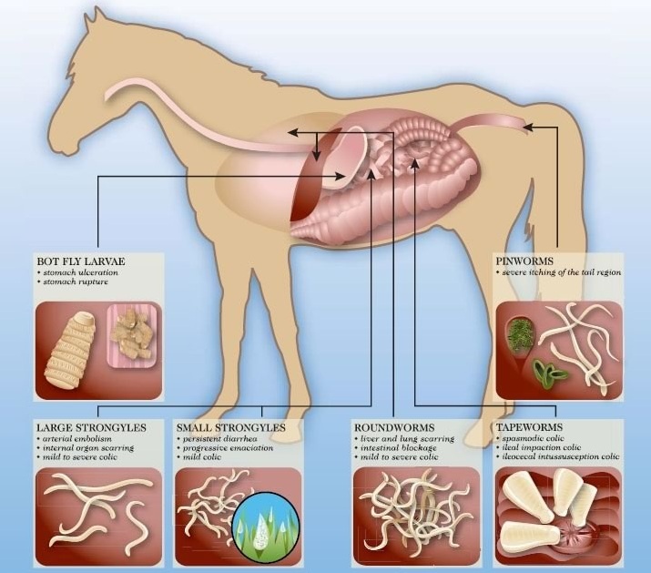 Паразиты лошадей фото Антигельминтики (противоглистные) для животных купить по цене от 0 руб. Планета 
