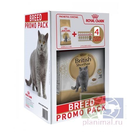RC British Shorthair 34 корм для британских короткошерстных кошек старше 12 месяцев, 2 кг + паучи 4 х 85 гр. в подарок