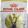 RC British Shorthair 34 корм для британских короткошерстных кошек старше 12 месяцев, 2 кг + паучи 4 х 85 гр. в подарок