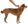 Elanco: Адвантейдж, для собак более 25 кг, 4 мл* 4 пипетки