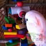 Super Bird:  Игрушка для крупных попугаев "4 Way Play"