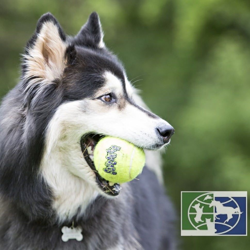 KONG игрушка для собак Air "Теннисный мяч" большой (в упаковке 2 шт.), 8 см