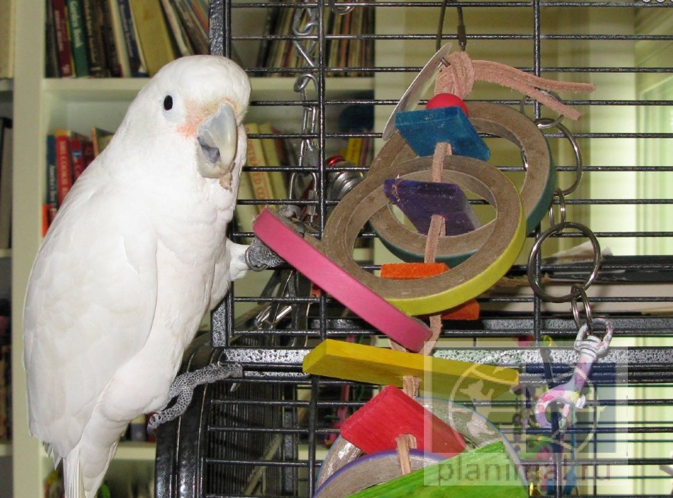 Super Bird:  Игрушка для средних и крупных попугаев "Olympic Rings"