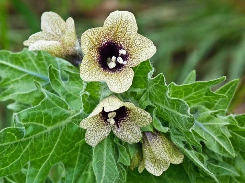 Идальго: Масло беленное, 500 мл.