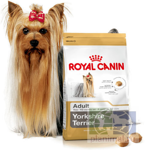 RC Yorkshire Terrier Adult, Корм для собак породы Йоркширский терьер от 10 месяцев, 0,5 кг + 0,5 кг в подарок