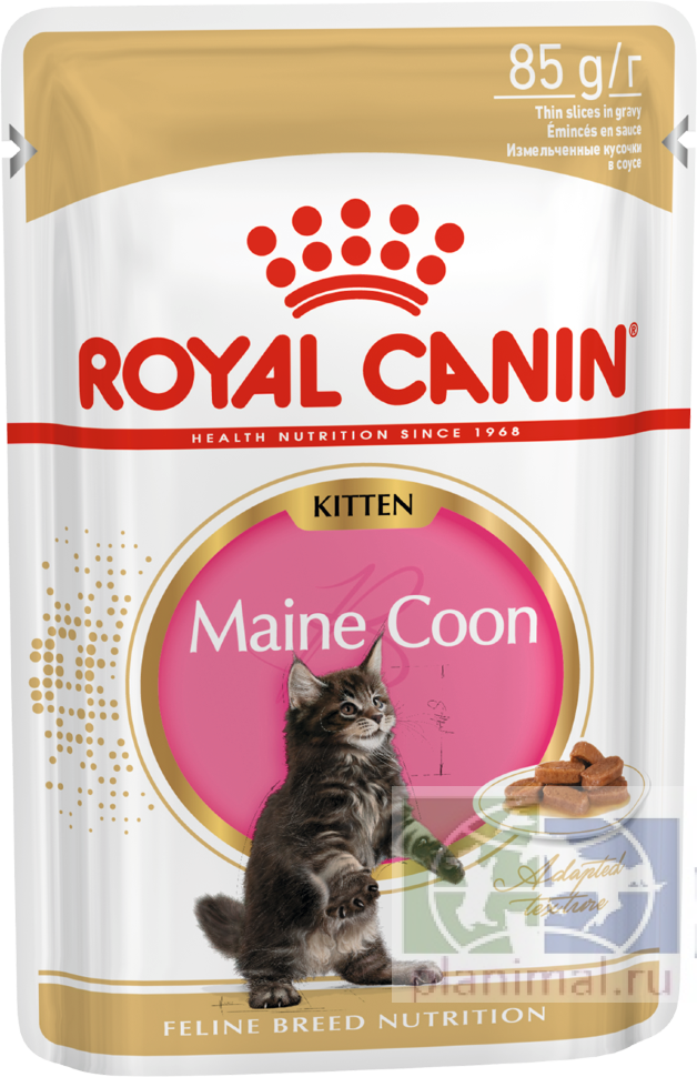RC MAINE COON KITTEN Корм для котят породы мейн-кун в возрасте до 15 месяцев, 85 гр.
