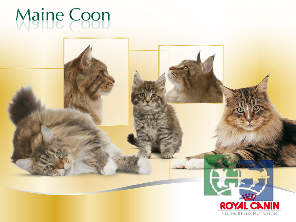 купить Полнорационный корм для кошек породы мейн-кун в возрасте роял канин