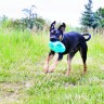 KONG игрушка для собак Джумблер Регби 18 см средние и крупные породы, синтетическая резина, цвета в 