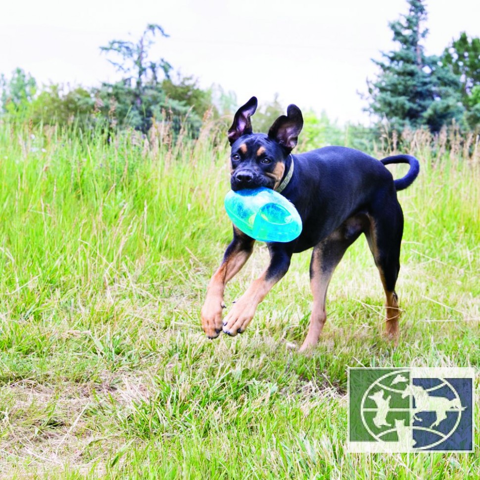 KONG игрушка для собак Джумблер Регби 18 см средние и крупные породы, синтетическая резина, цвета в 