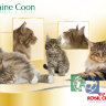 купить Полнорационный корм для кошек породы мейн-кун в возрасте старше 15 месяцев