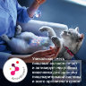 Влажный диетический корм в форме рагу для кошек Hill's Prescription Diet Gastrointestinal Biome при расстройствах пищеварения и для заботы о микробиоме кишечника, c курицей, 82 г