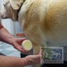 LDCA: Био Бальм, бальзам для собак, увлажняет  загрубевшую (мозолистую) кожу, 50 мл
