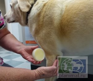 LDCA: Био Бальм, бальзам для собак, увлажняет  загрубевшую (мозолистую) кожу, 50 мл