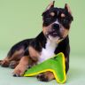 Mr.Kranch: Игрушка для собак мелких и средних пород, Бумеранг с пищалкой, зеленый, 22х19х4,5 см