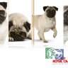 RC Pug Adult Корм для собак породы Мопс от 10 месяцев, 1,5 кг