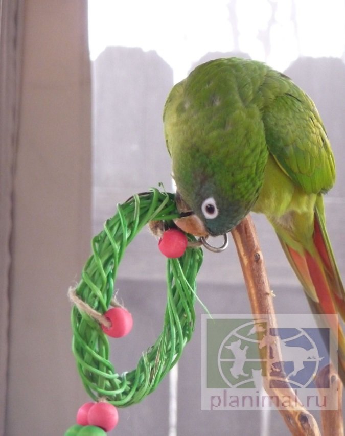 Super Bird:  Игрушка для птиц "Xmas Wreath Vine Swing"