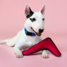Mr.Kranch: Игрушка для собак мелких и средних пород, Бумеранг с пищалкой, розовый, 22х19х4,5см