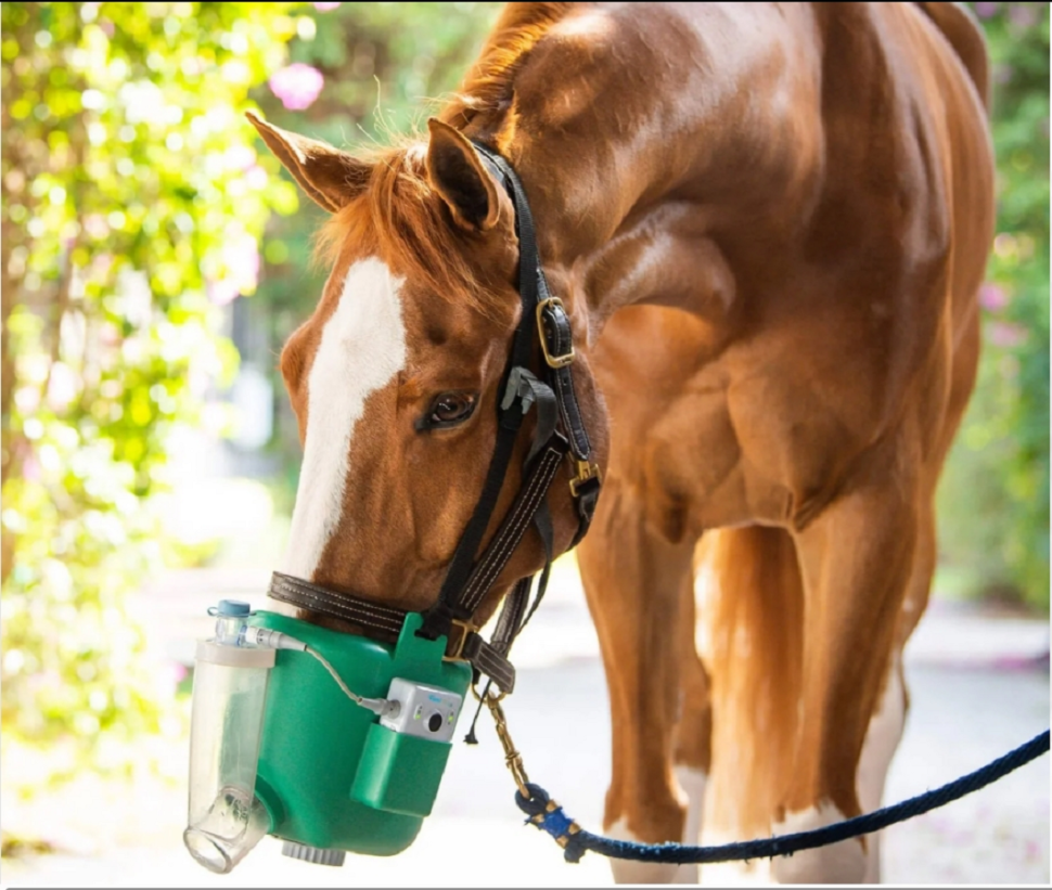 Идальго: Масло пихтовое натуральное эфирное для ингаляций и растираний при мышечных болях, 100 мл