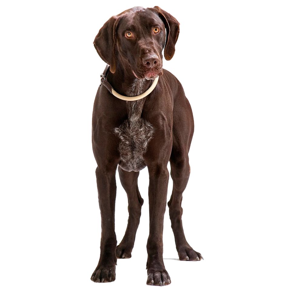 Hunter: ошейник-удавка, для собак, Freestyle 60/10 нейлоновая стропа, бирюзовый