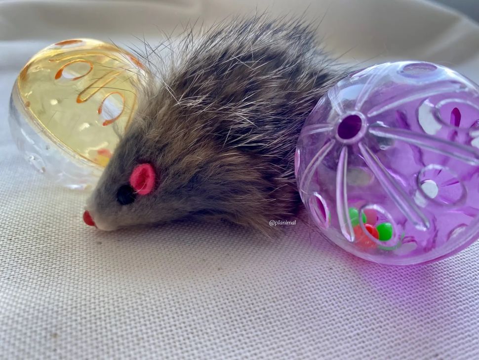 Triol: Набор игрушек для кошек "Активная игра 10", 2 мяча d=4,5 см, мышь 5,5 см, 22181041