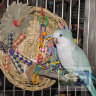 Super Bird:  Игрушка для средних попугаев "Busy Birdy Play Perch"
