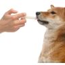 Bayer: Прококс, суспензия, при нематодозах и кокцидиозе, для собак, 7,5 мл