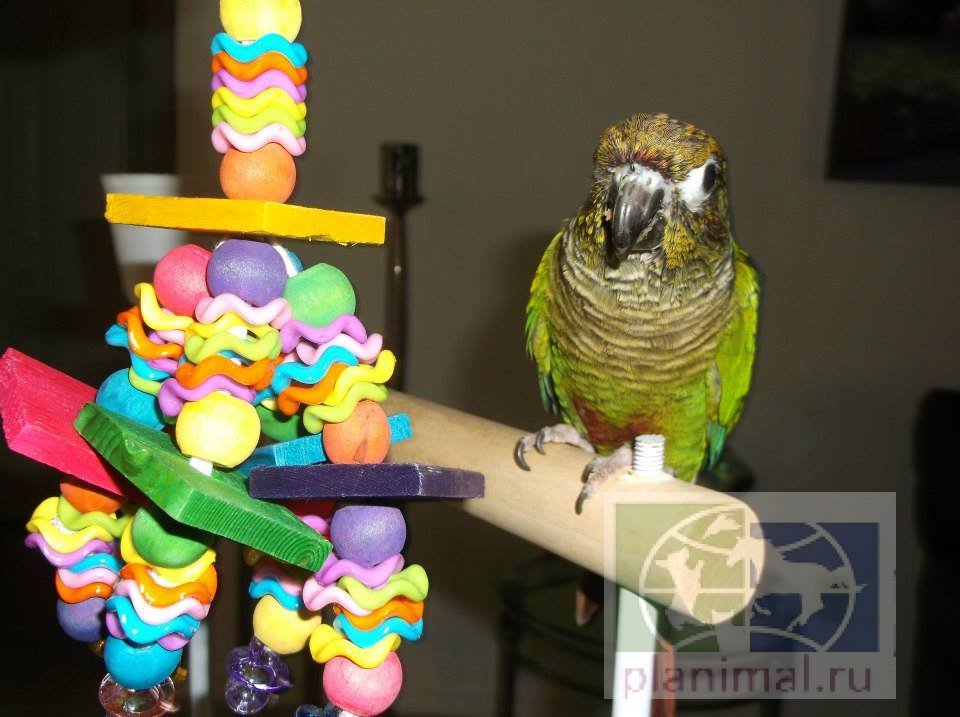 Super Bird:  Игрушка для средних попугаев "Wiggles& Wafers"