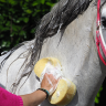 CDM: Horse Care Sponge Губка для ухода за лошадью, 18  х 10 см
