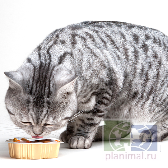 Beaphar Диета (паштет) Nieren Lamm с ягненком при хронической почечной недостаточности для кошек, 100 гр.
