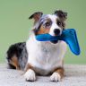 Mr.Kranch: Игрушка для собак средних и крупных пород, Бумеранг с пищалкой, синий, 34х28,5х6,5 см