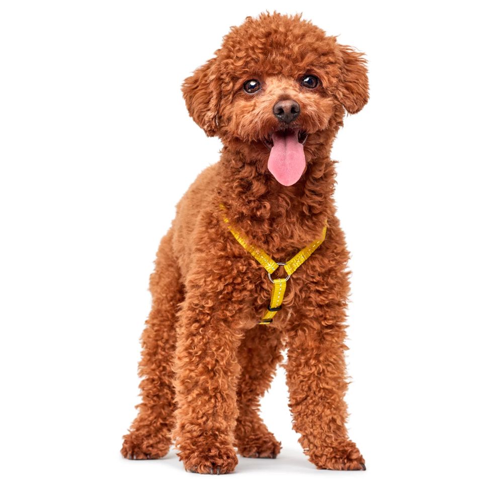 Hunter: шлейка для собак, Tripoli, 37-52 см, нейлон, желтая, светоотражающая