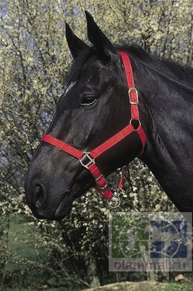 Ekkia: Недоуздок Headcollar,р-р pony, нейлон, без карабина. черный, арт. 510030002