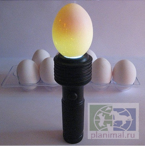 Овоскоп "Универсал" (прибор для контроля качества яиц),  для перепелиных, куриных и гусиных яиц