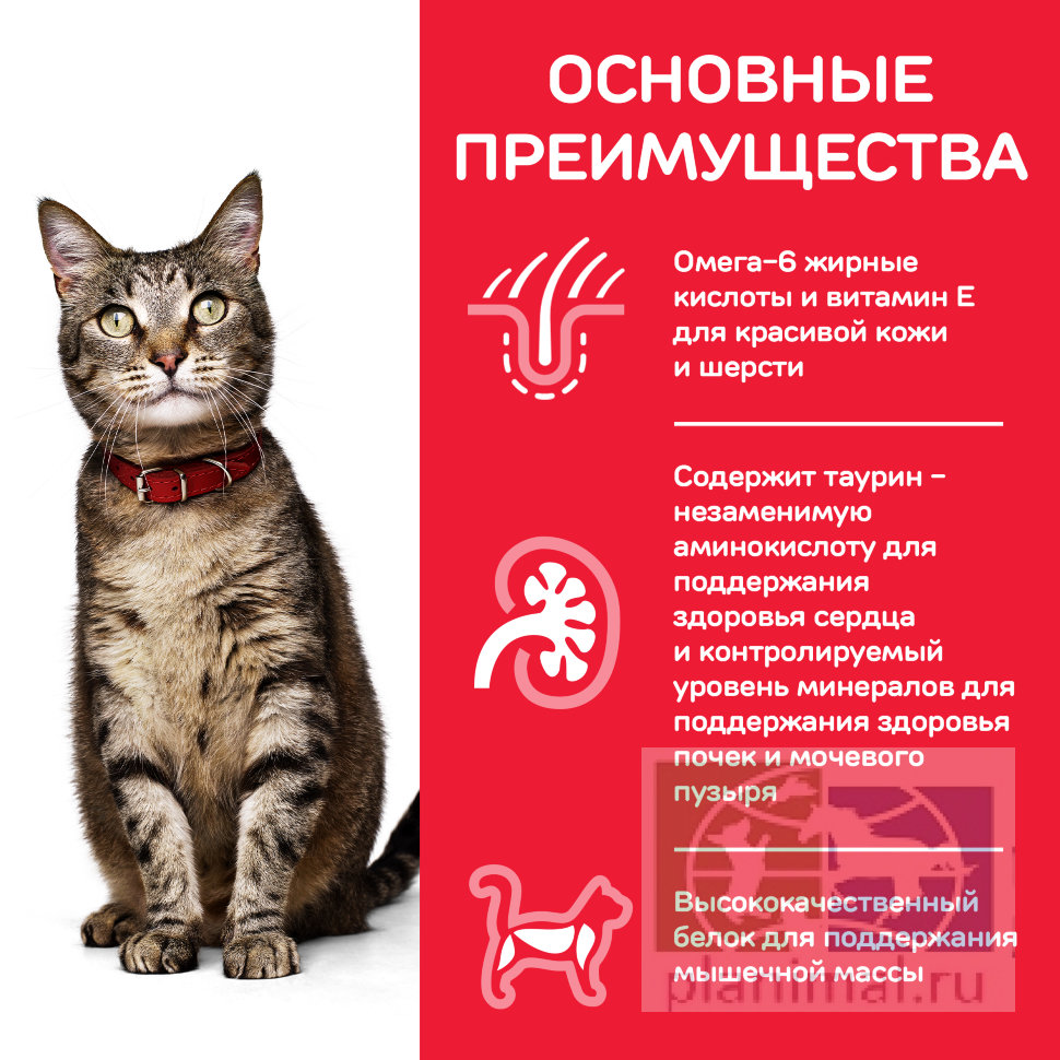 Сухой корм Hill's Science Plan для взрослых кошек для поддержания жизненной энергии и иммунитета, с ягненком, 1,5 кг