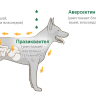 ИН-АП комплекс: капли от блох и глистов для собак, 30-50 кг, 5 мл