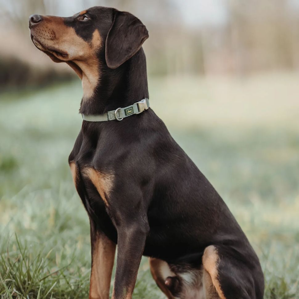 Hunter: ошейник для собак, ALU-Strong Inari L (45-65 см), нейлон, с металлической застежкой, оливковый